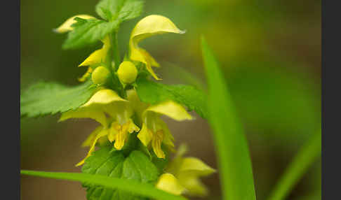 Echte Goldnessel (Lamium galeobdolon)