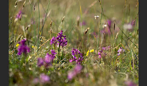 Kleines Knabenkraut (Orchis morio)