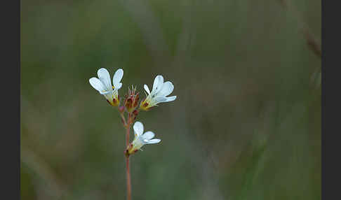 Körnchen-Steinbrech (Saxifraga granulata)