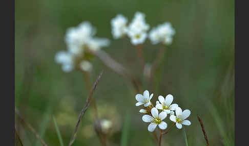 Körnchen-Steinbrech (Saxifraga granulata)