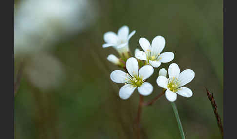 Körnchen-Steinbrech (Saxifraga granulata)