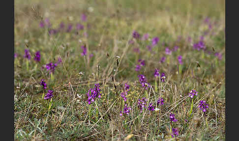 Kleines Knabenkraut (Orchis morio)