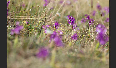 Kleines Knabenkraut (Orchis morio)