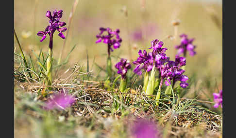 Kleines Knabenkraut (Orchis morio)