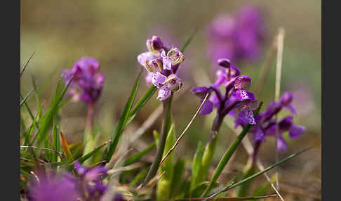 Kleines Knabenkraut (Orchis morio)