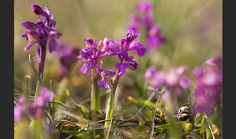 Kleines Knabenkraut (Orchis morio)