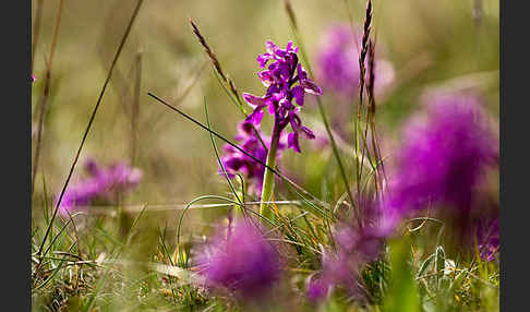 Kleines Knabenkraut (Orchis morio)