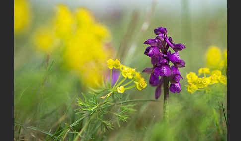 Kleines Knabenkraut (Orchis morio)