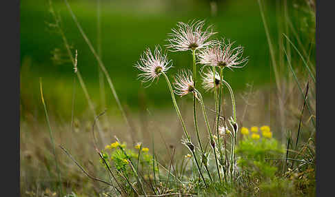 Gemeine Kuhschelle (Pulsatilla vulgaris)