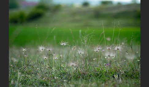 Gemeine Kuhschelle (Pulsatilla vulgaris)