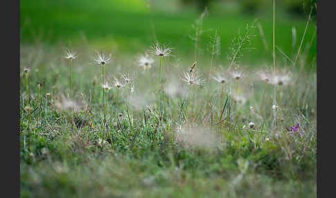 Gemeine Kuhschelle (Pulsatilla vulgaris)