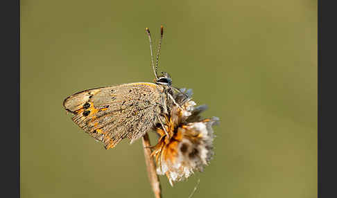 Kleiner Feuerfalter (Lycaena phlaeas)