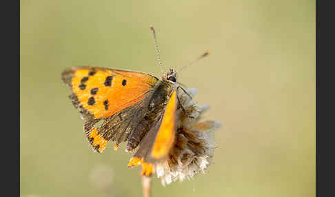 Kleiner Feuerfalter (Lycaena phlaeas)