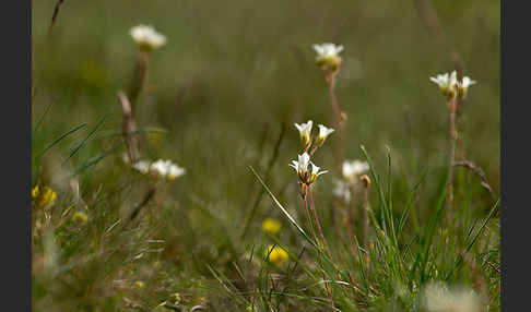 Körnchen-Steinbrech (Saxifraga granulata)