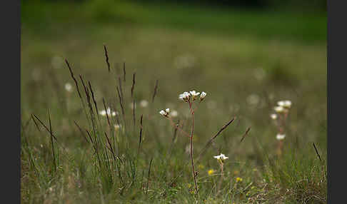 Körnchen-Steinbrech (Saxifraga granulata)