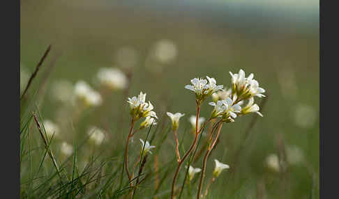 Körnchen-Steinbrech (Saxifraga granulata)