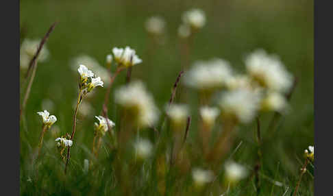 Körnchen-Steinbrech (Saxifraga granulata)