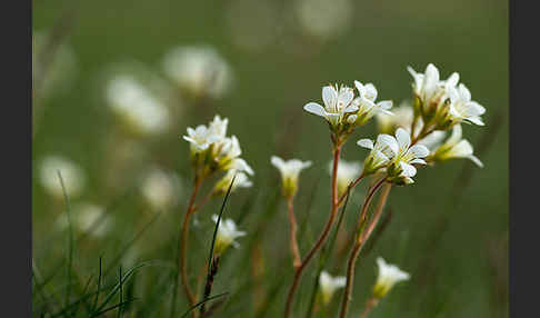 Körnchen-Steinbrech (Saxifraga granulata)