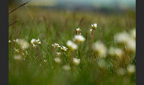 Körnchen-Steinbrech (Saxifraga granulata)