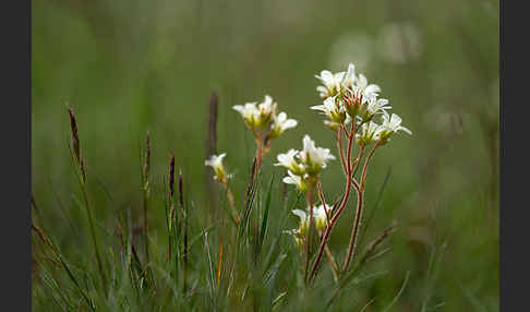 Körnchen-Steinbrech (Saxifraga granulata)