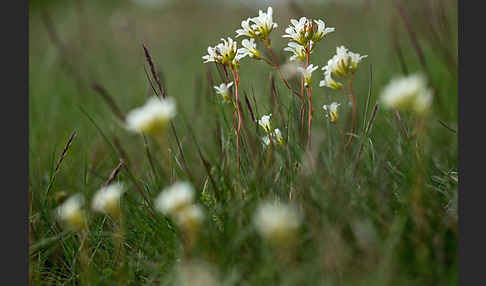 Körnchen-Steinbrech (Saxifraga granulata)