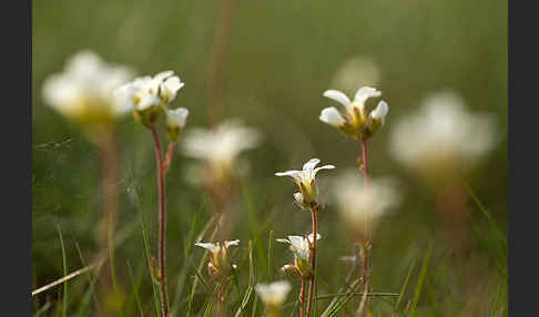 Körnchen-Steinbrech (Saxifraga granulata)