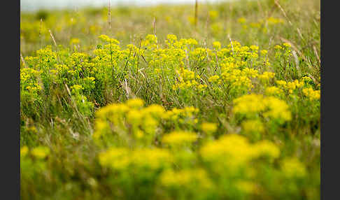 Zypressen-Wolfsmilch (Euphorbia cyparissias)