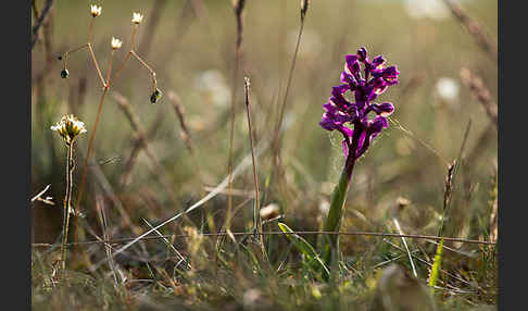 Kleines Knabenkraut (Orchis morio)