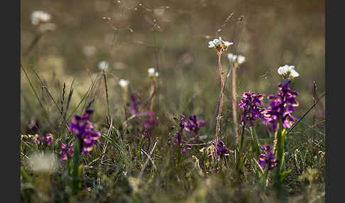 Kleines Knabenkraut (Orchis morio)