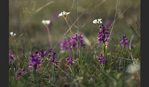 Kleines Knabenkraut (Orchis morio)