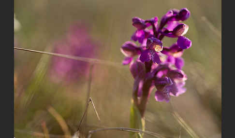 Kleines Knabenkraut (Orchis morio)