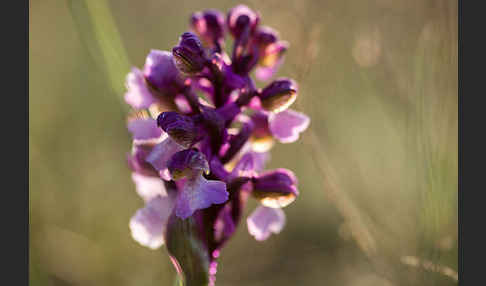 Kleines Knabenkraut (Orchis morio)