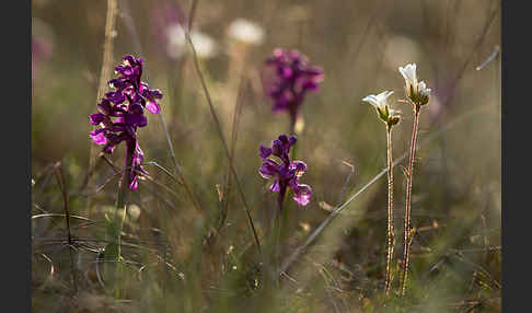 Kleines Knabenkraut (Orchis morio)