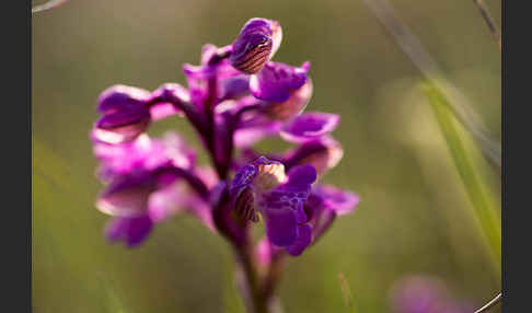 Kleines Knabenkraut (Orchis morio)