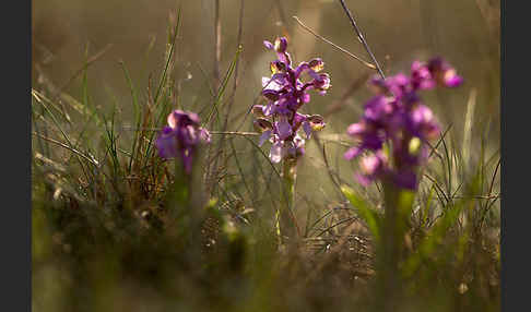 Kleines Knabenkraut (Orchis morio)