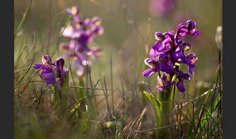 Kleines Knabenkraut (Orchis morio)