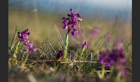 Kleines Knabenkraut (Orchis morio)