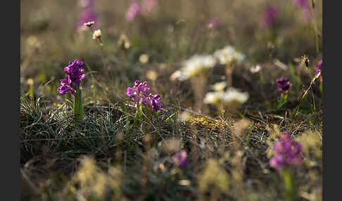 Kleines Knabenkraut (Orchis morio)