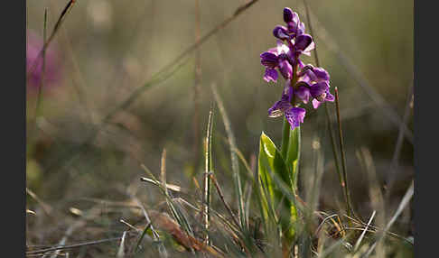 Kleines Knabenkraut (Orchis morio)