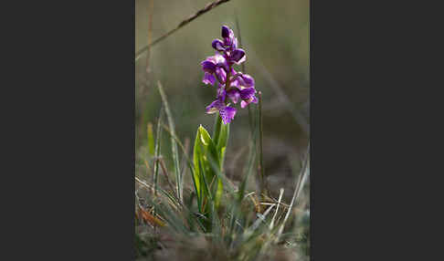 Kleines Knabenkraut (Orchis morio)