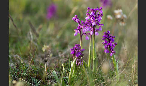 Kleines Knabenkraut (Orchis morio)