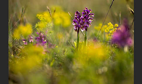 Kleines Knabenkraut (Orchis morio)