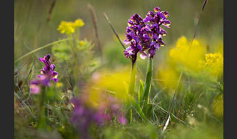 Kleines Knabenkraut (Orchis morio)