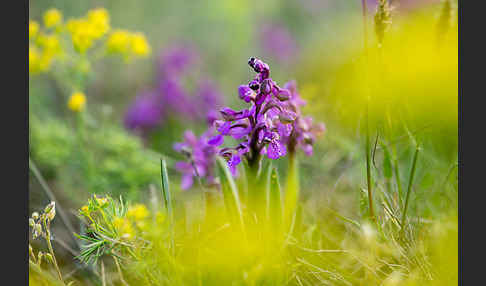 Kleines Knabenkraut (Orchis morio)