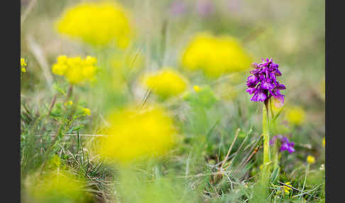 Kleines Knabenkraut (Orchis morio)