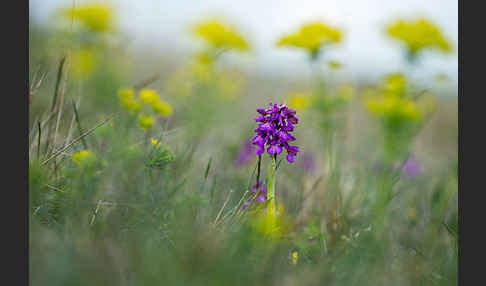 Kleines Knabenkraut (Orchis morio)