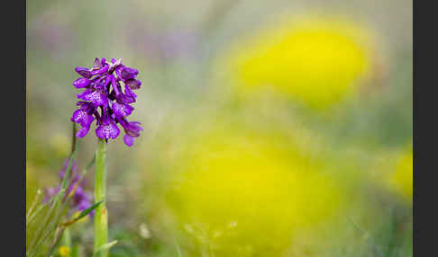 Kleines Knabenkraut (Orchis morio)