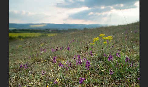 Kleines Knabenkraut (Orchis morio)