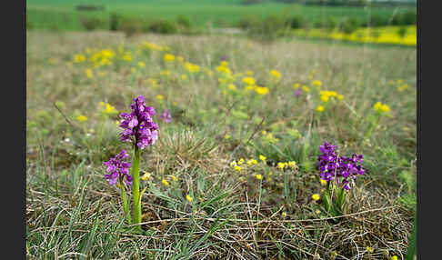 Kleines Knabenkraut (Orchis morio)