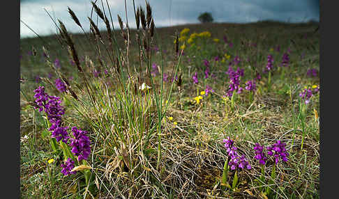 Kleines Knabenkraut (Orchis morio)